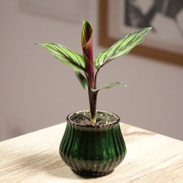 Calathea Meili - Korbmaranten