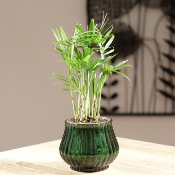 Chamaedorea elegans - Bergpalme