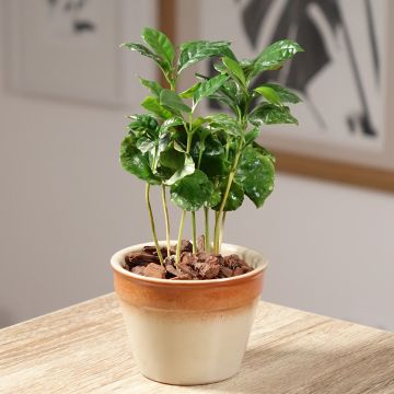 Coffea arabica - Caféier