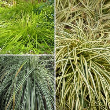 Kollektion 3 Carex EverColor