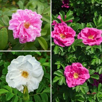 Doppelte Rosensammlung Rugosa für romantische freie Hecke