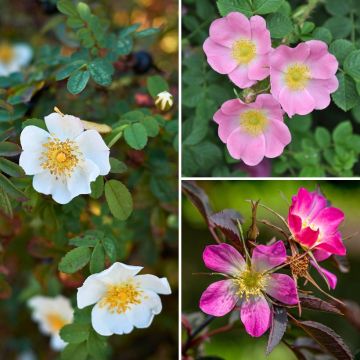 Wild-Rosen-Kollektion