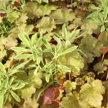 Zusammensetzung Hidden Treasure - eine Komposition aus 3 Pflanzen Zusammensetzung Hidden Treasure - eine Komposition aus 3 Pflanzen