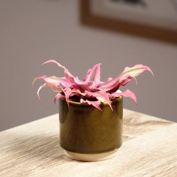 Cryptanthus Pink Star - Erdbromelie