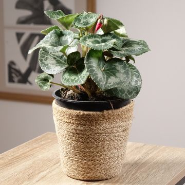 Rotter Cyclamen Persicum - Zimmer-Alpenveilchen Rotter Cyclamen Persicum - Zimmer-Alpenveilchen