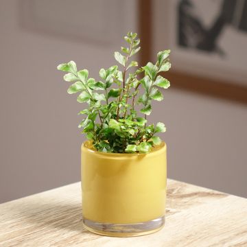 Didymochlaena truncatula - Mahagoni Wurmfarn