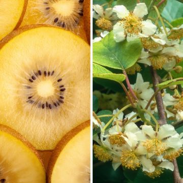Duo Gelbe Chinesische Strahlengriffel Kiw'Happy männlich und weiblich - Actinidia chinensis