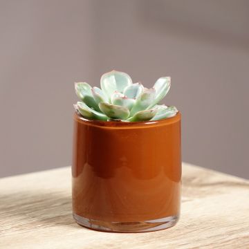 Echeveria Parva - Echeverie