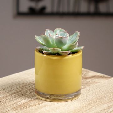 Echeveria Shira - Echeverie