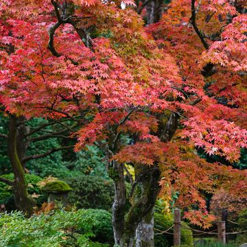 Fächerahorn - Acer palmatum