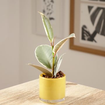 Gummibaum - Ficus Tineke Gummibaum - Ficus Tineke