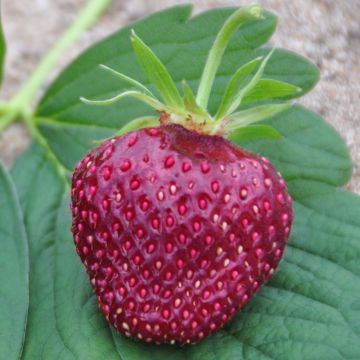 Erdbeere Cherry Berry