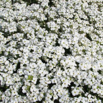 Arabis caucasica Snowball (samen) - Kaukasische Gänsekresse