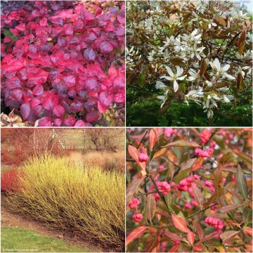 Natürliches 4-Jahreszeiten-Heckenpflanzenset, umweltfreundlich Natürliches 4-Jahreszeiten-Heckenpflanzenset, umweltfreundlich