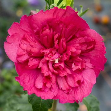 Garten-HibiscusRuby Chiffon - Hibiscus syriacus