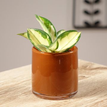 Hoya carnosa Tricolor - Porzellanblume Hoya carnosa Tricolor - Porzellanblume