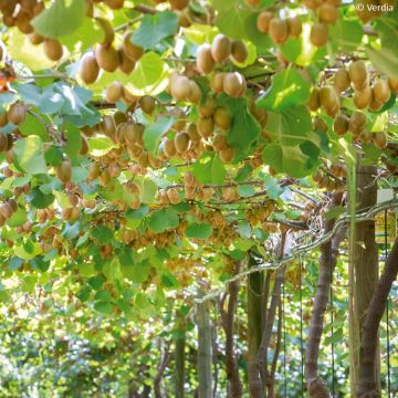 Duo Gelbe Chinesische Strahlengriffely Kiw'Happy männlich und weiblich - Actinidia chinensis