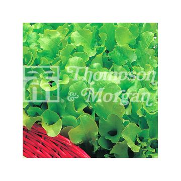 Schnittsalat Riccia Verde da Taglio