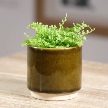 Schwertfarn Cotton Candy - Nephrolepis exaltata