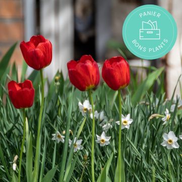 Gute Pflanzen-Korb speziell für Zwiebeln