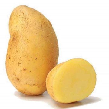 Pomme de terre Artemis Pomme de terre Artemis