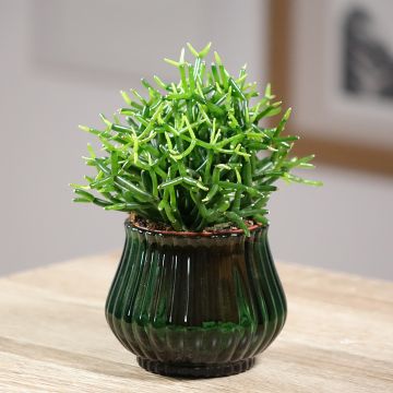 Rhipsalis baccifera - Korallenkaktus