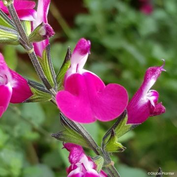 Salvia greggii Cherry Lips - Strauchiger Salbei