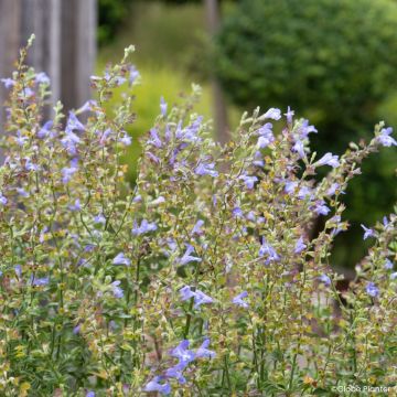 Feuer-Salbei Heat Hero Blue - Salvia splendens