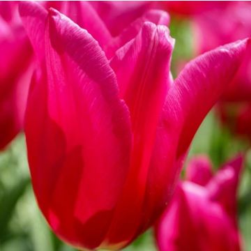 Lilienblütige Tulpe Marietta