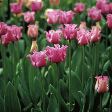 Coronet-Tulpen Picture