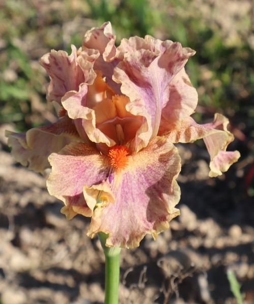 Lassen Sie sich von unseren Iris verzaubern – bis zu 30 % Rabatt!