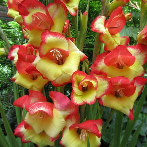 50+ Winterharte Zwerg-Gladiole Las Vegas, Sie sind nämlich hart im