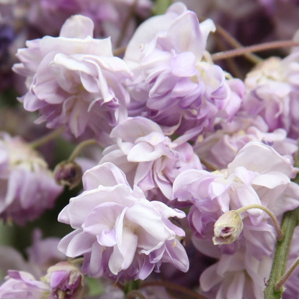 Wisteria floribunda Violacea Plena - Reichbltige Glyzinie