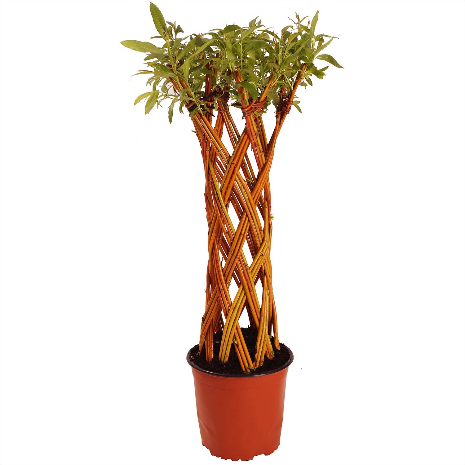 compo rasendnger + unkrautvernichter Rasendnger mit Unkrautvernichter 5 kg  Purgrn