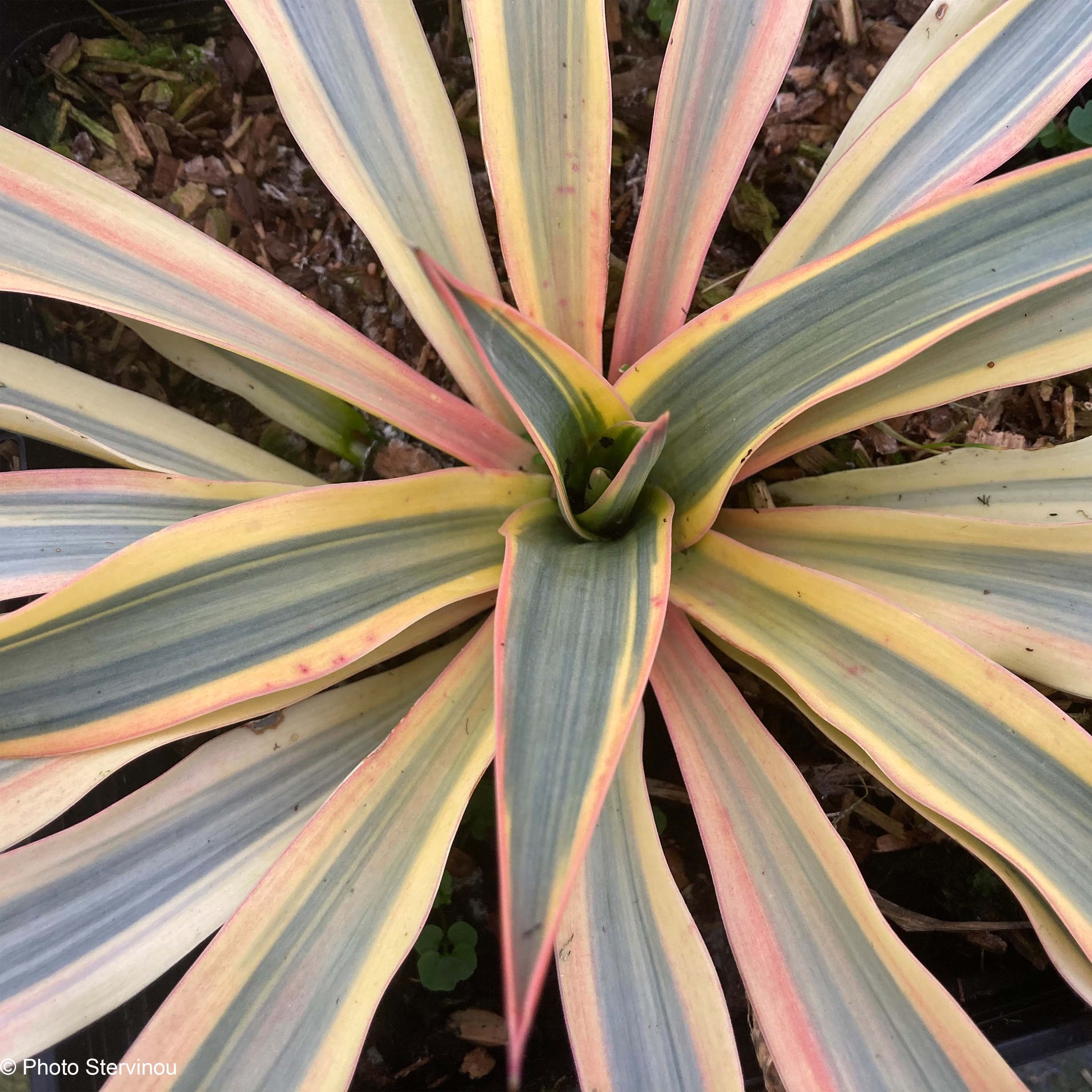 moonshine snake plant care Moonshine Snake Plant main image 0