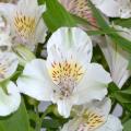 Weißen Inkalilien - Alstroemeria