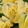 Gelben Inkalilien - Alstroemeria