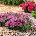 Zwerg-Inkalilien - Alstroemeria