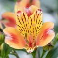 Orange Inkalilien - Alstroemeria