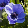 Kronen-Anemone - Anemone coronaria