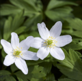 Busch-Windröschen - Anemone nemorosa