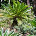 Tropischer baum