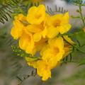 Exotischen Sträucher mit gelben und orangen Blumen