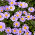 Alpen-Astern - Aster alpinus