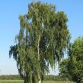 Betula pendula - Hänge-Birken