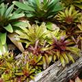 Zimmer-Bromelien