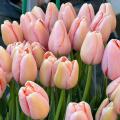 Rosa Frühlingszwiebeln