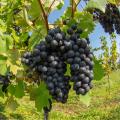 Weinrebe für den Wein