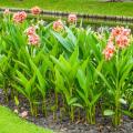 Riesigen Cannas
