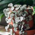 Ceropegia - Leuchterblumen